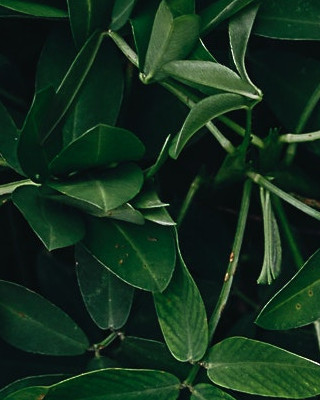 Greens