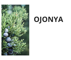 Ojonya